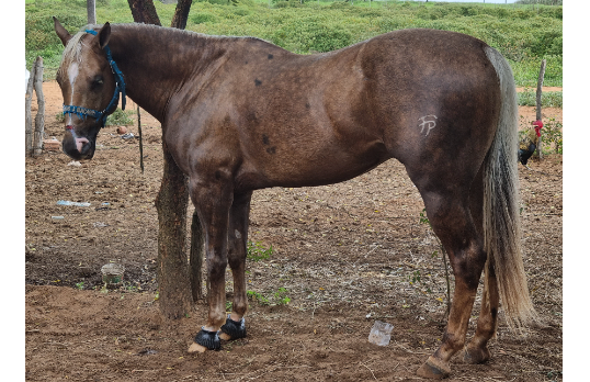 TORO STEEL ROJO HJVF